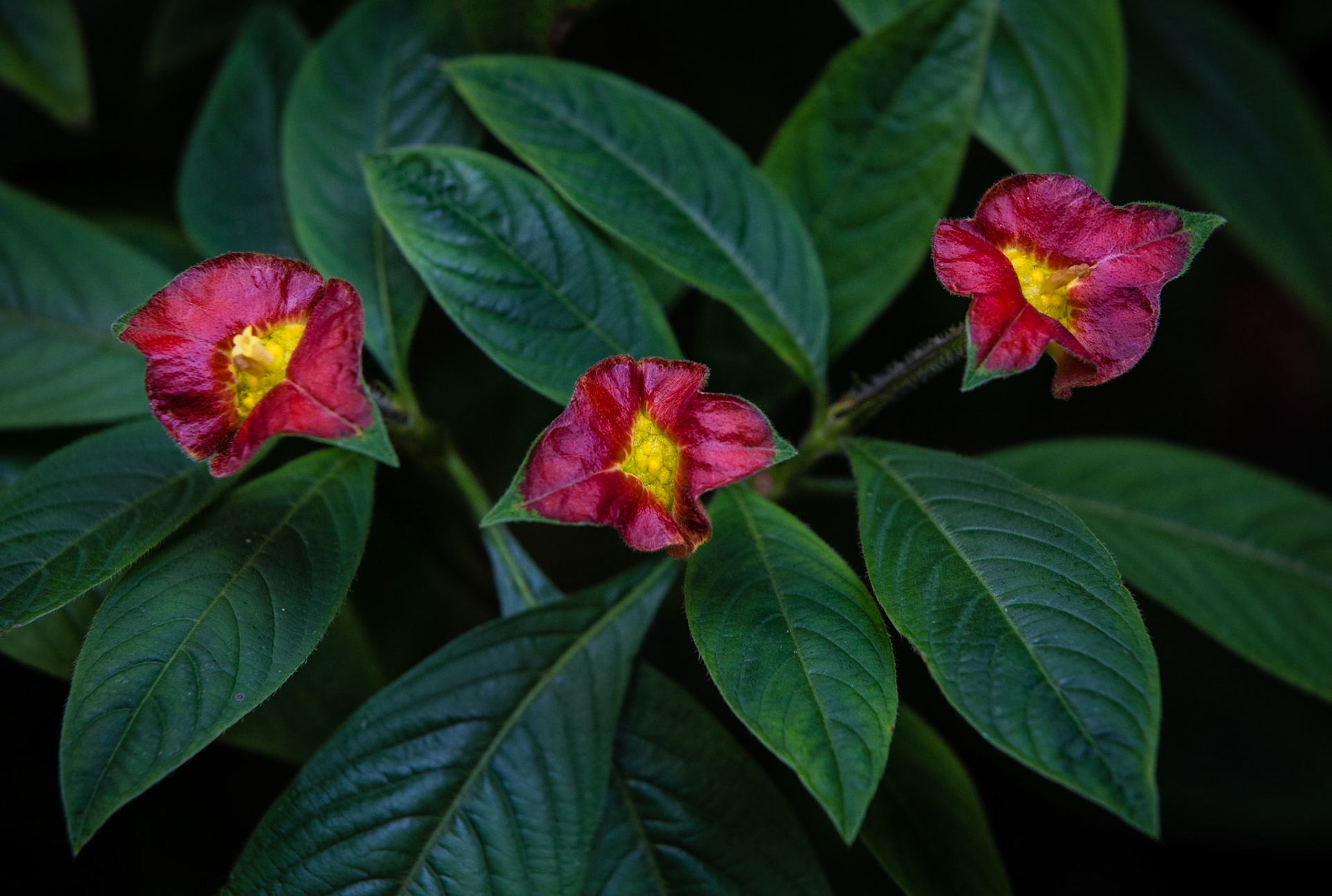 Flowers-1343
