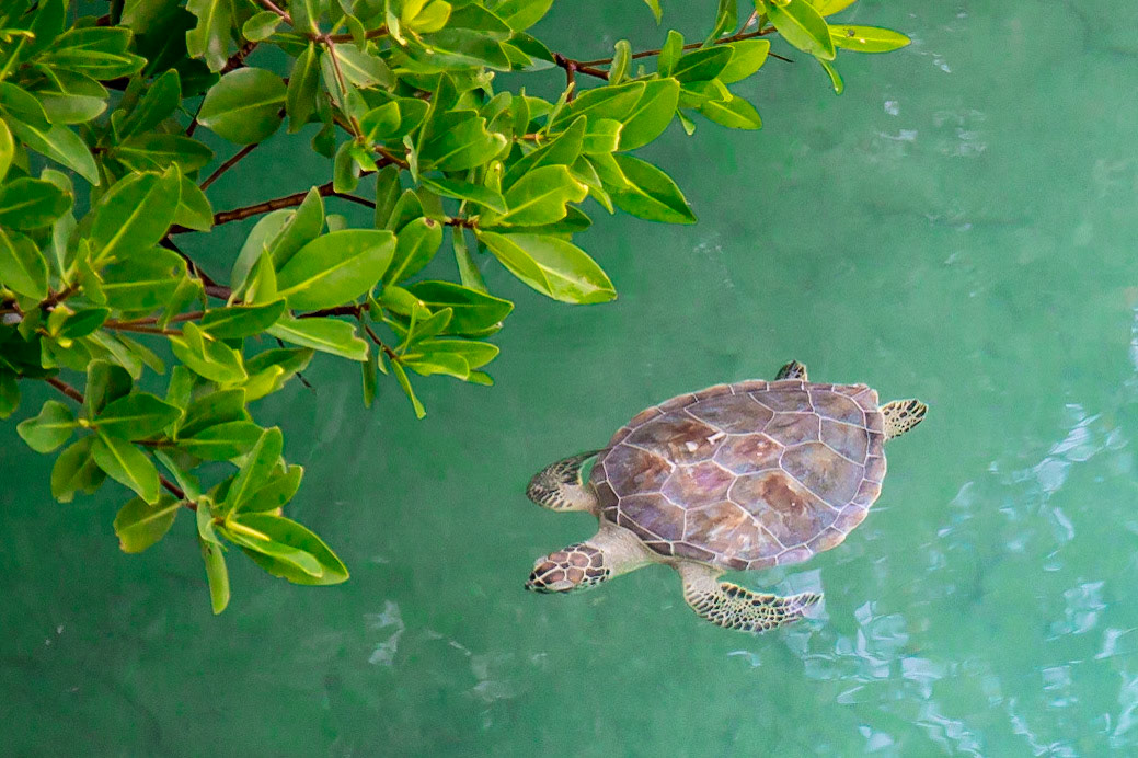 Other Eleuthera-262