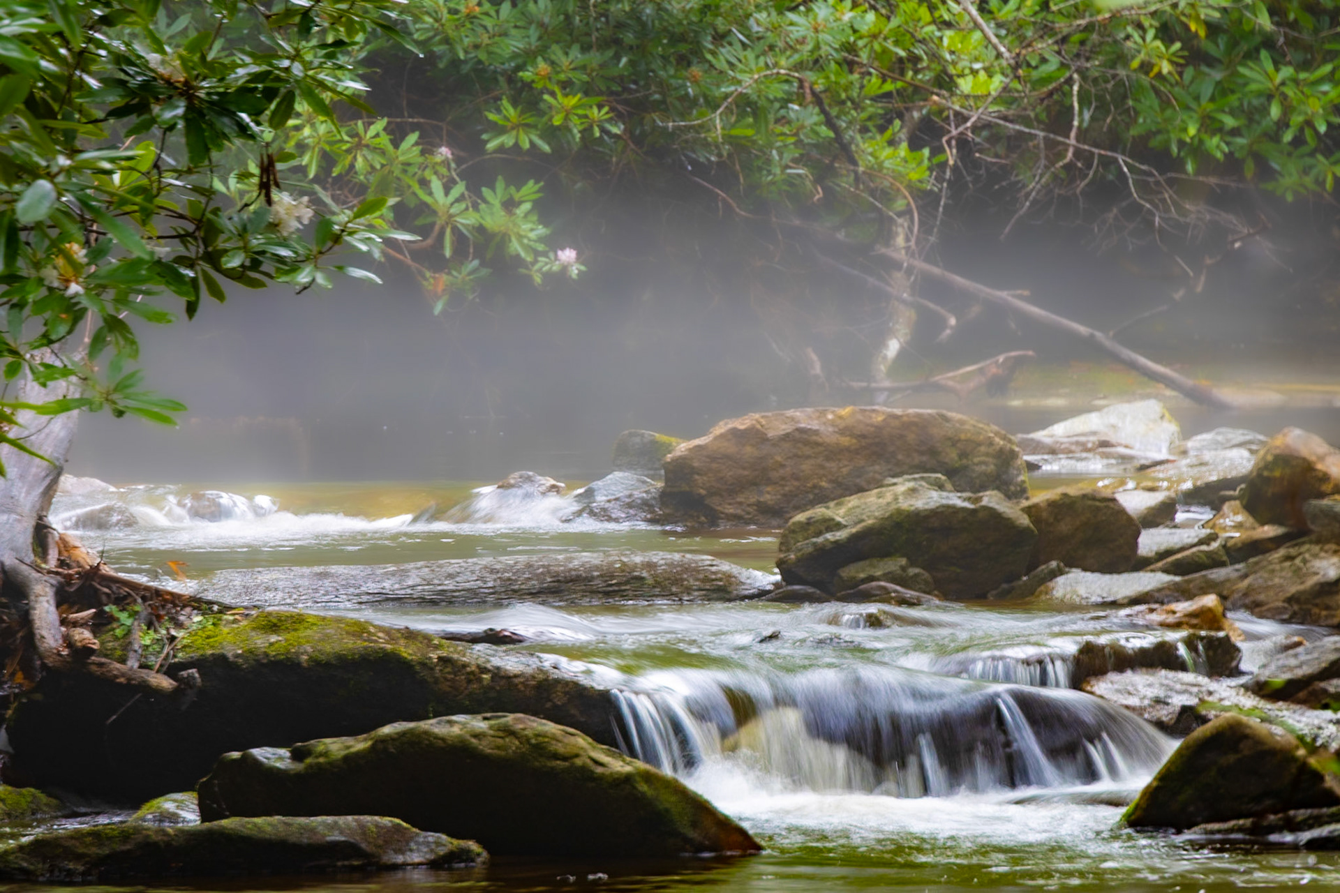 Misty Forest Stream - 9167