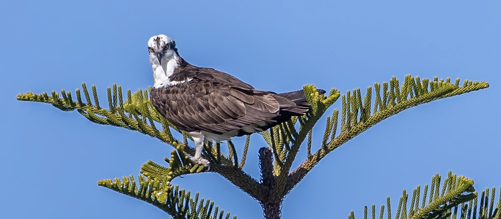 Osprey