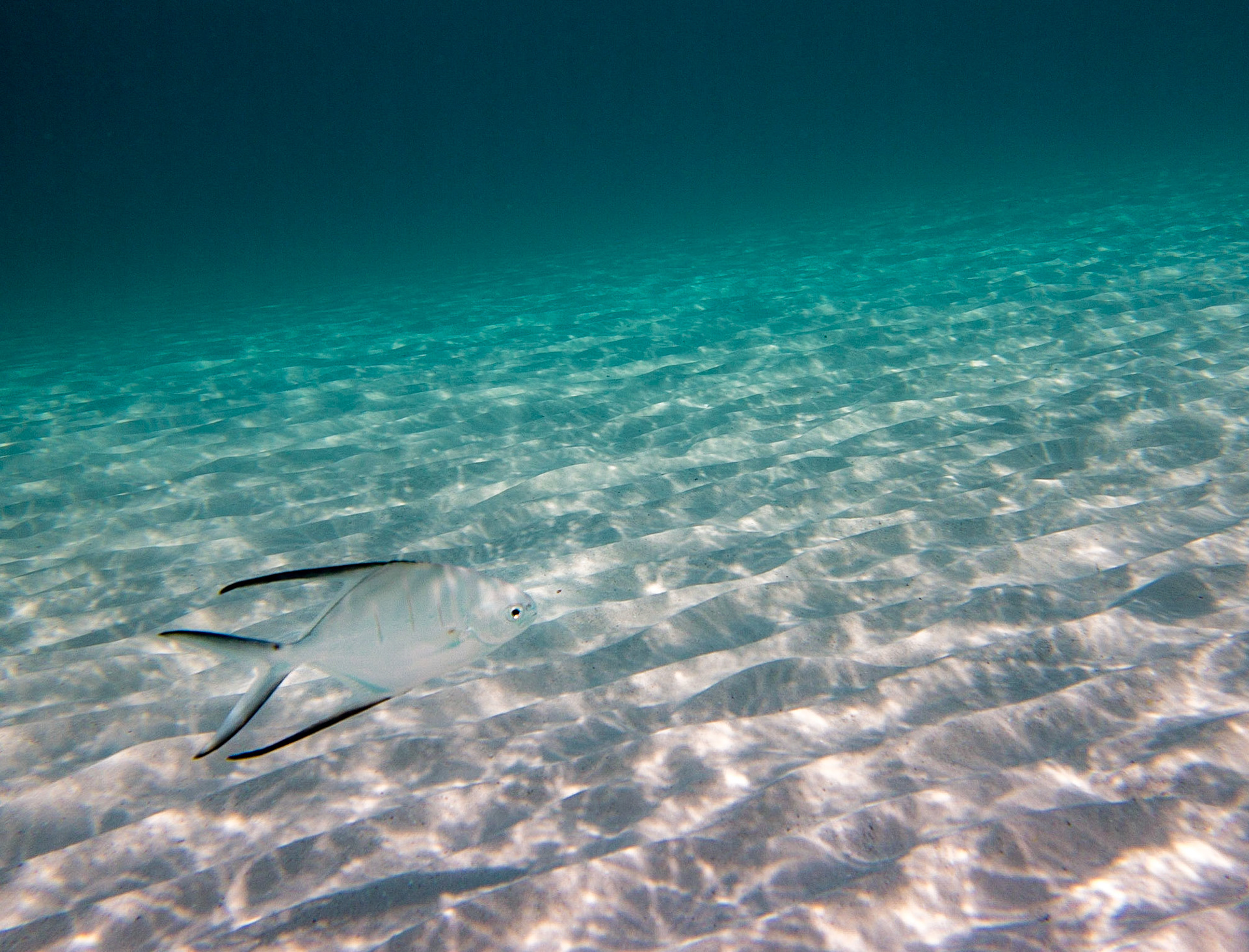 Fishie Fishie - 8257