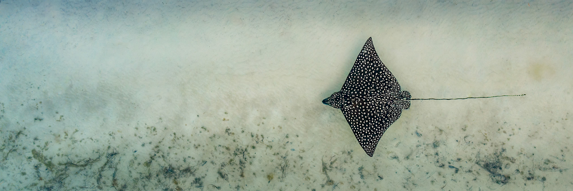 0844-The spotted eagle ray is a cartilaginous fish of the eagle ray family, Myliobatidae. 0844