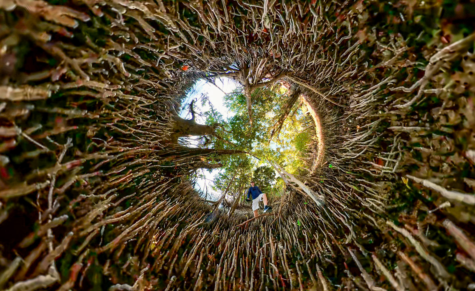Heart of the Fig - 1525