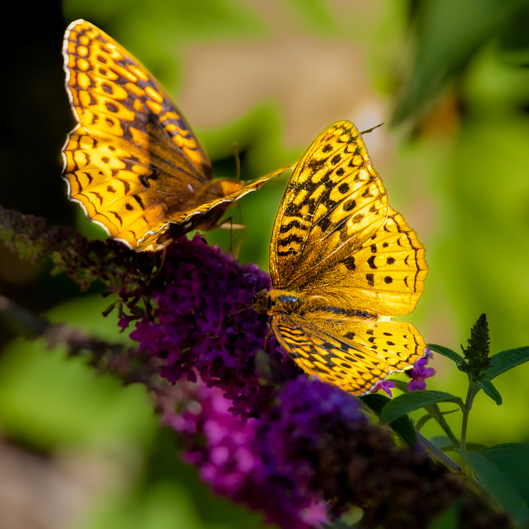 Gulf Fritillary Pair - 1276