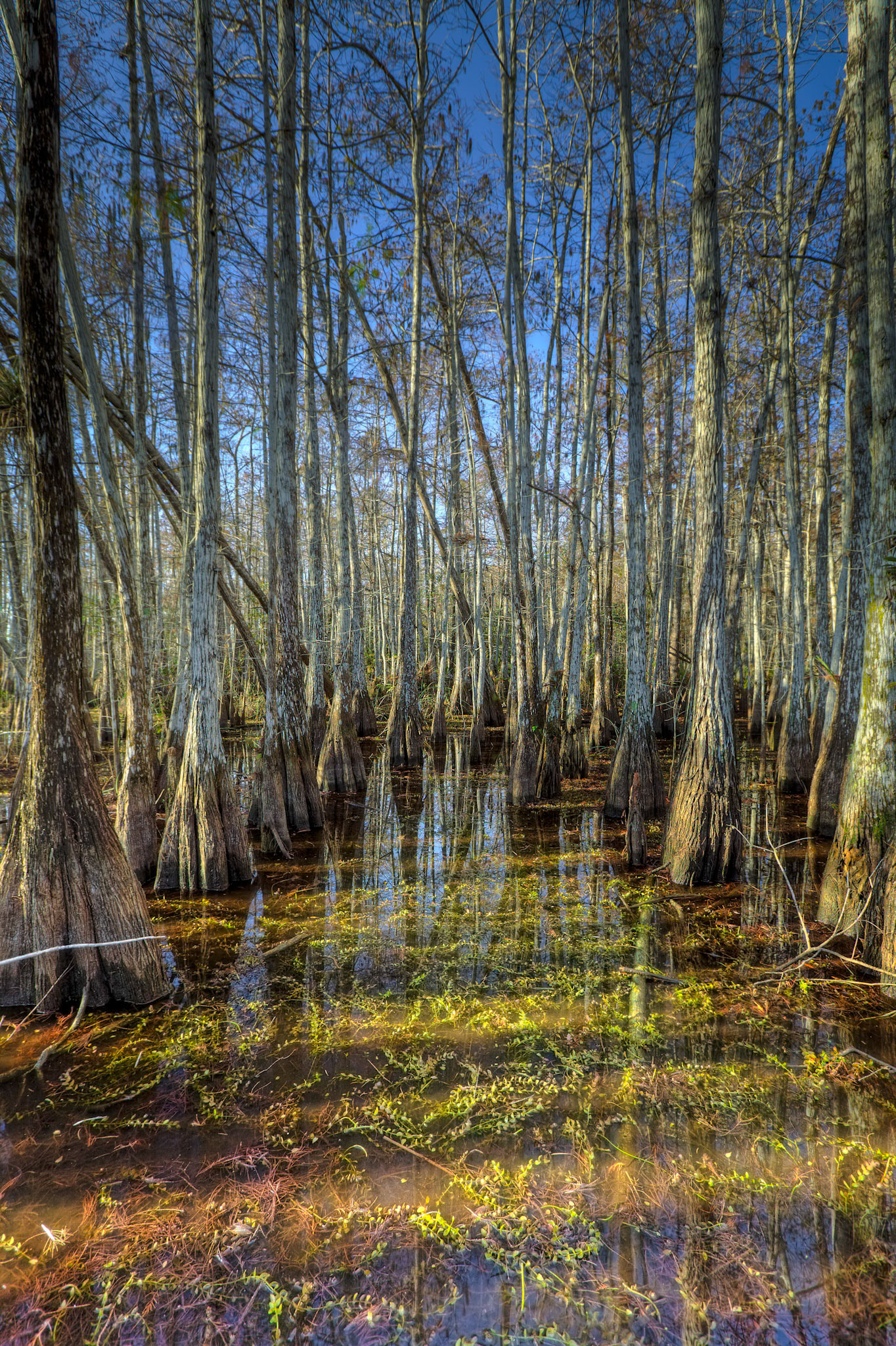 Bald Cypress Reflections
