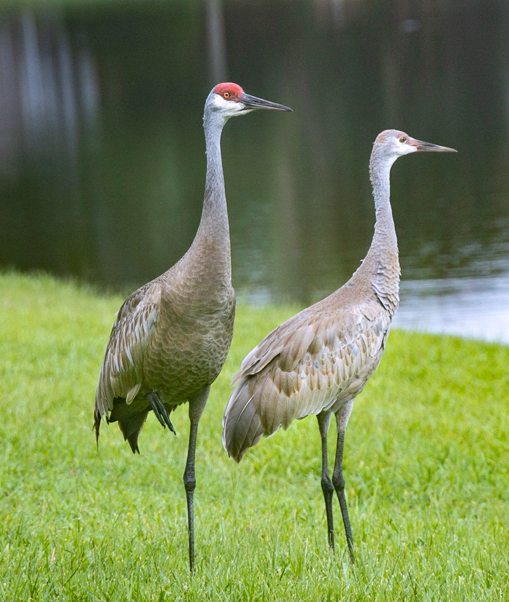 Sandhill Crane Pair - 1169