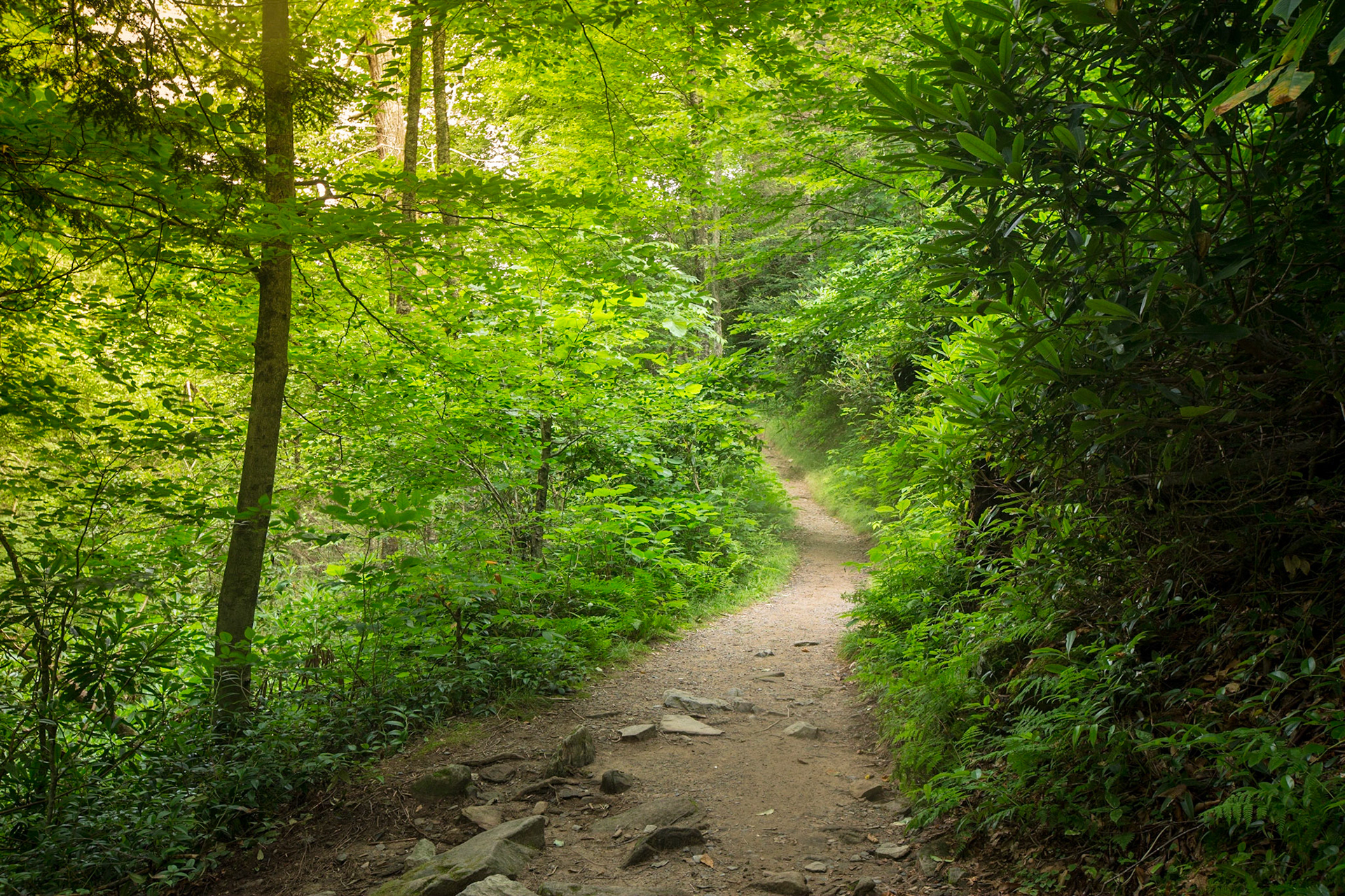 Sunlit Forest Trail - 2805
