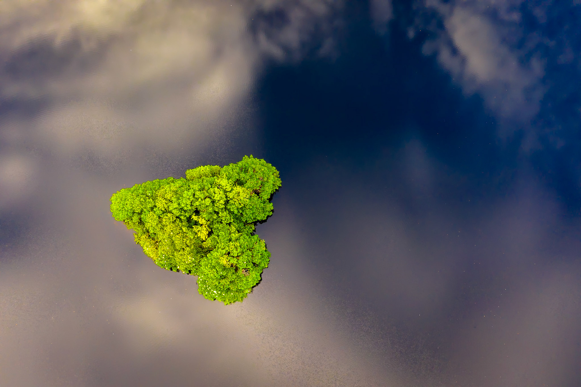 Mangrove Heart - 0267