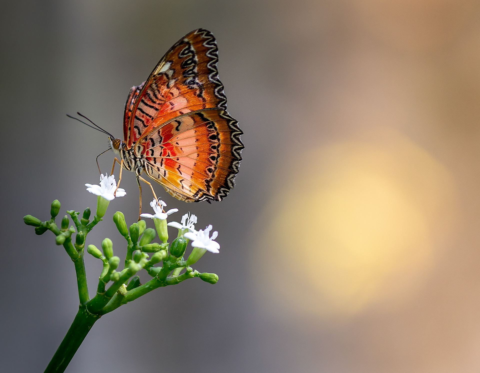 Leopard Lacewing - 1274