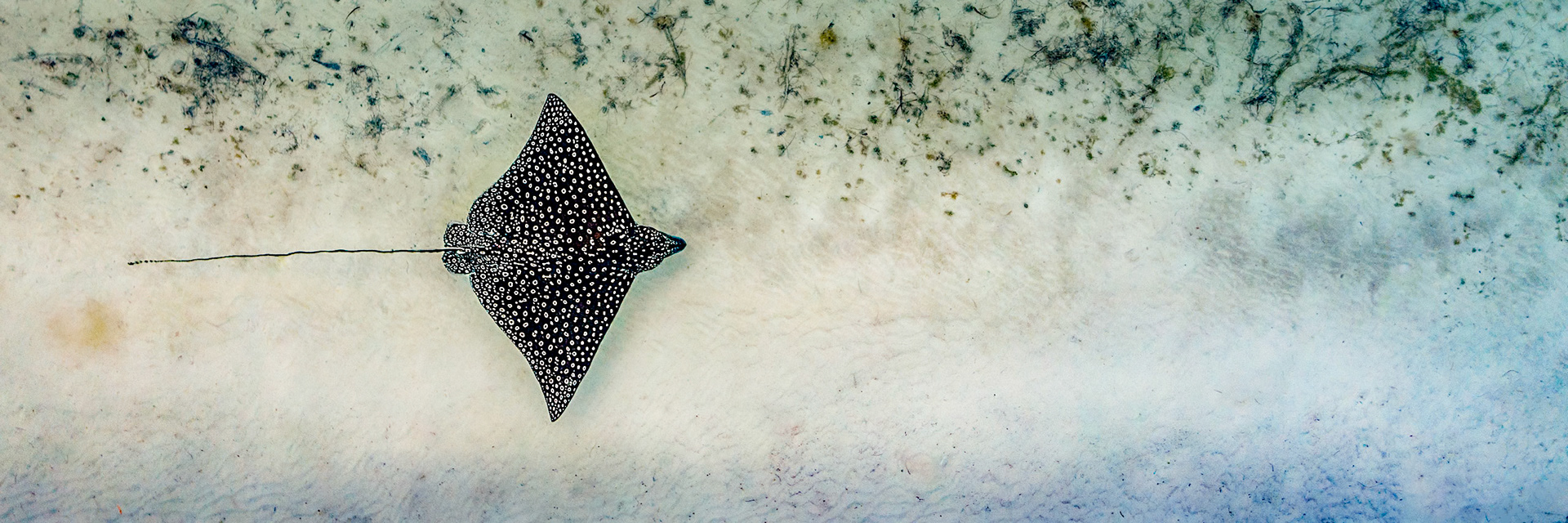 Spotted Eagle Ray - 0844