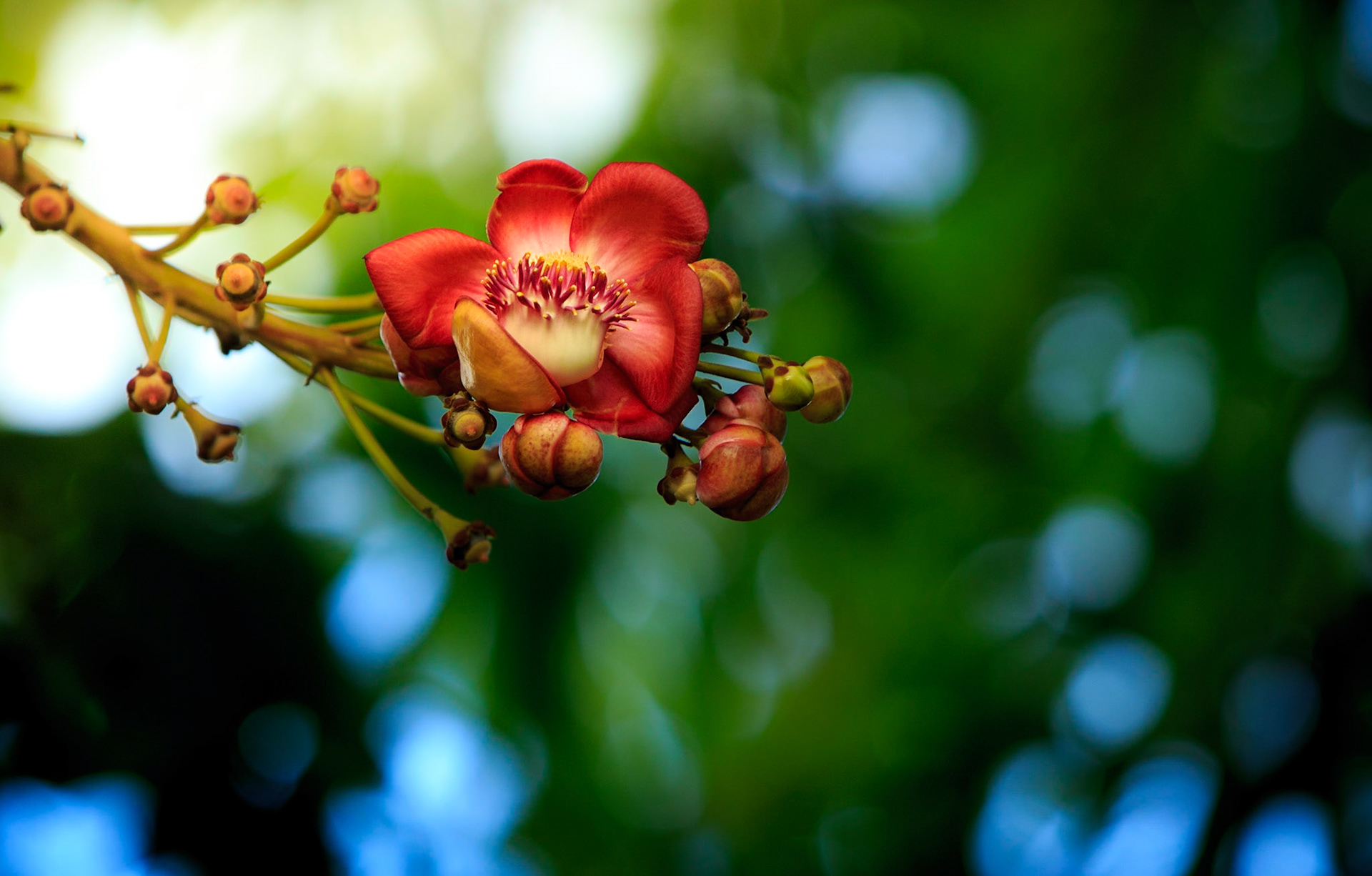 Flowers-1348
