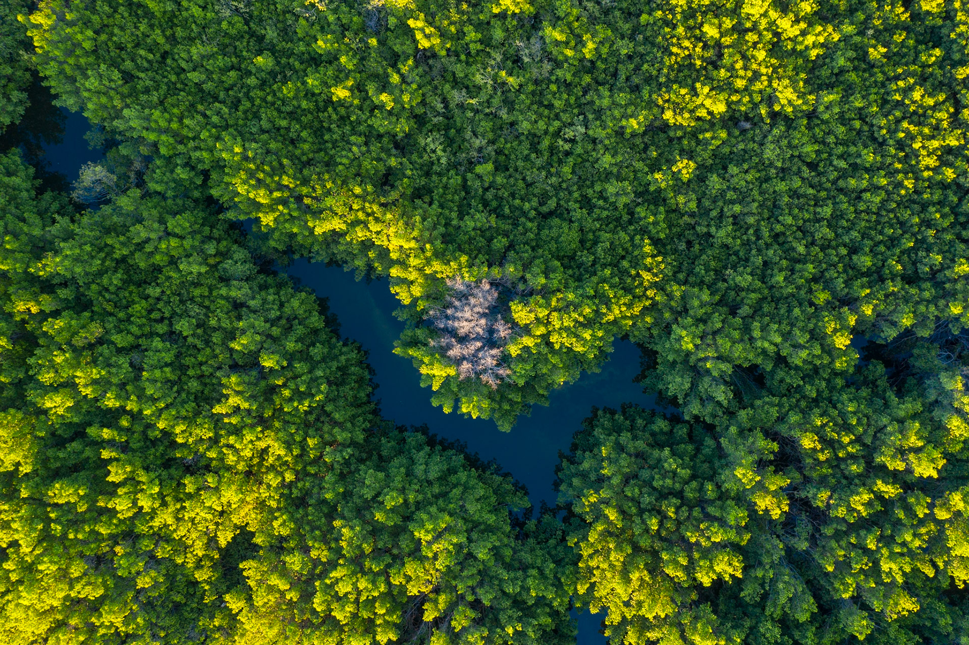 Mangrove Stream - 0651