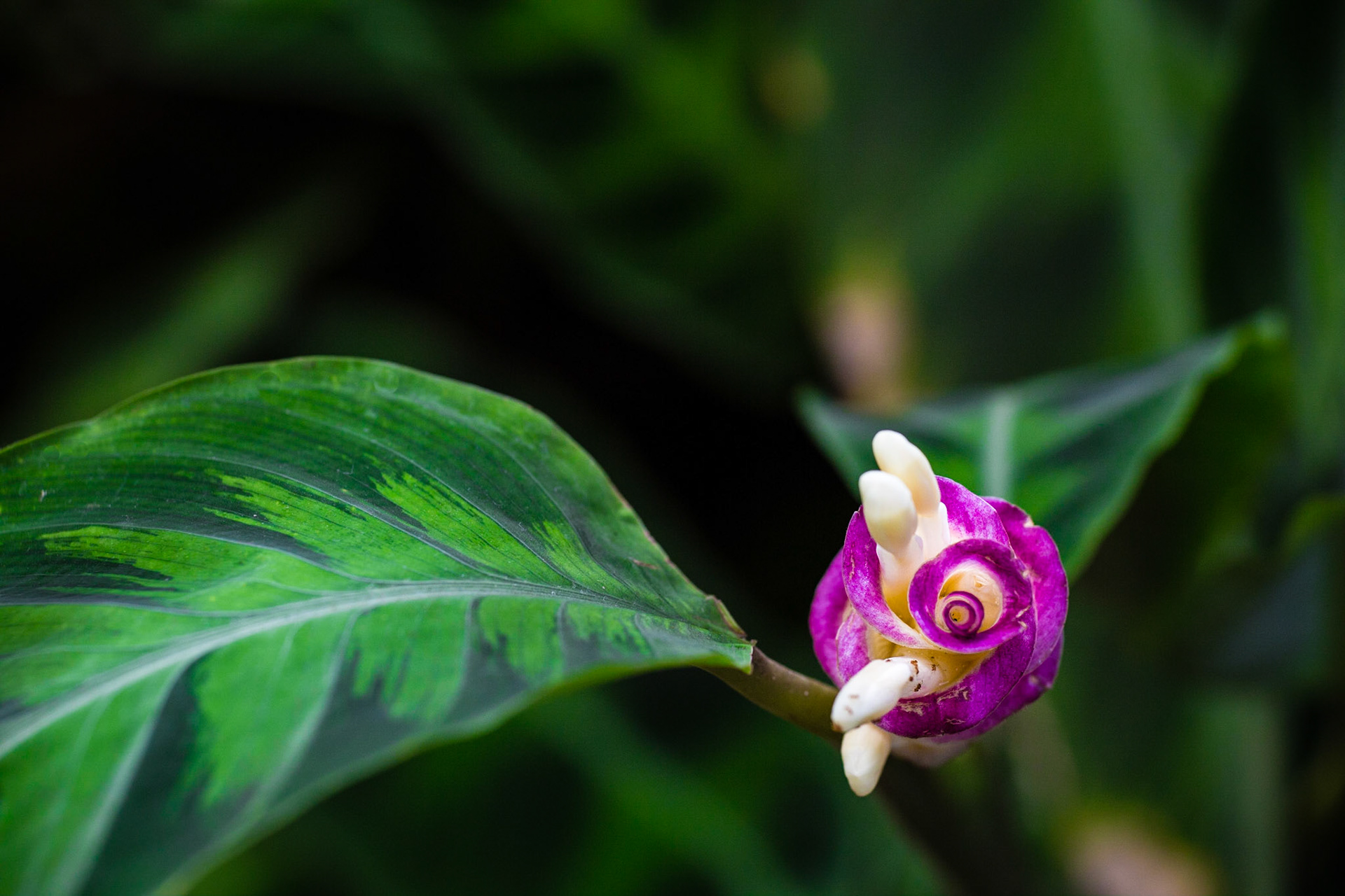 Flowers-1395