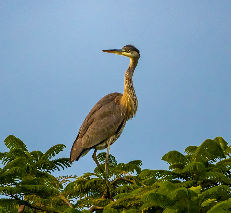 Birds -1182
