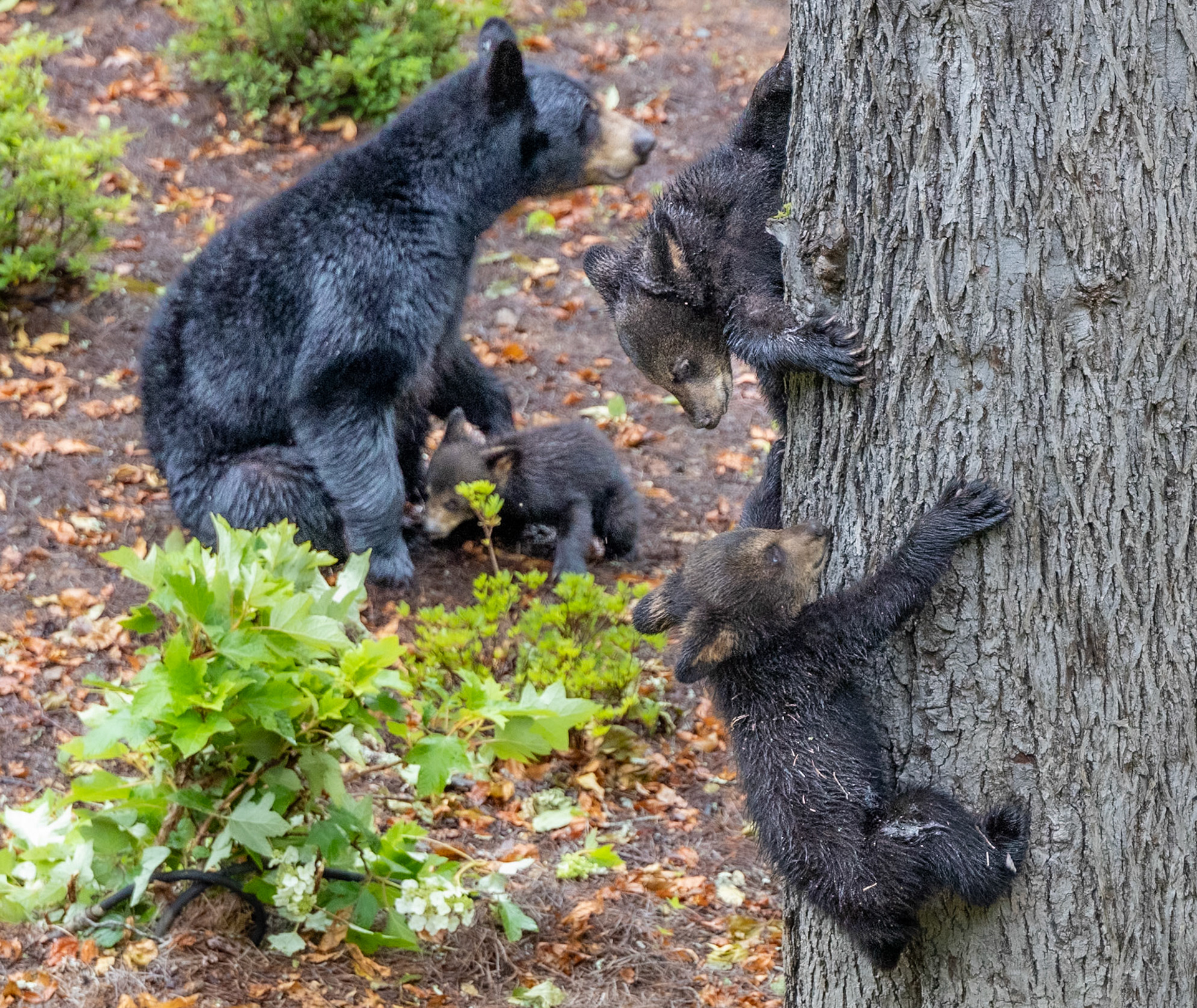 8518 Bears