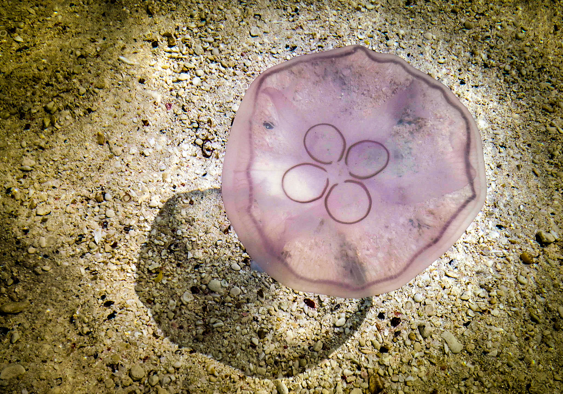 Underwater-908 Jellyfish near shore