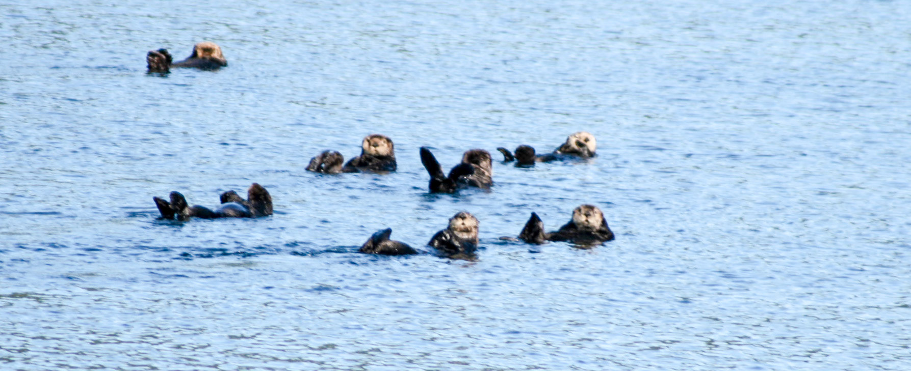 Sea Otter Raft - 43106