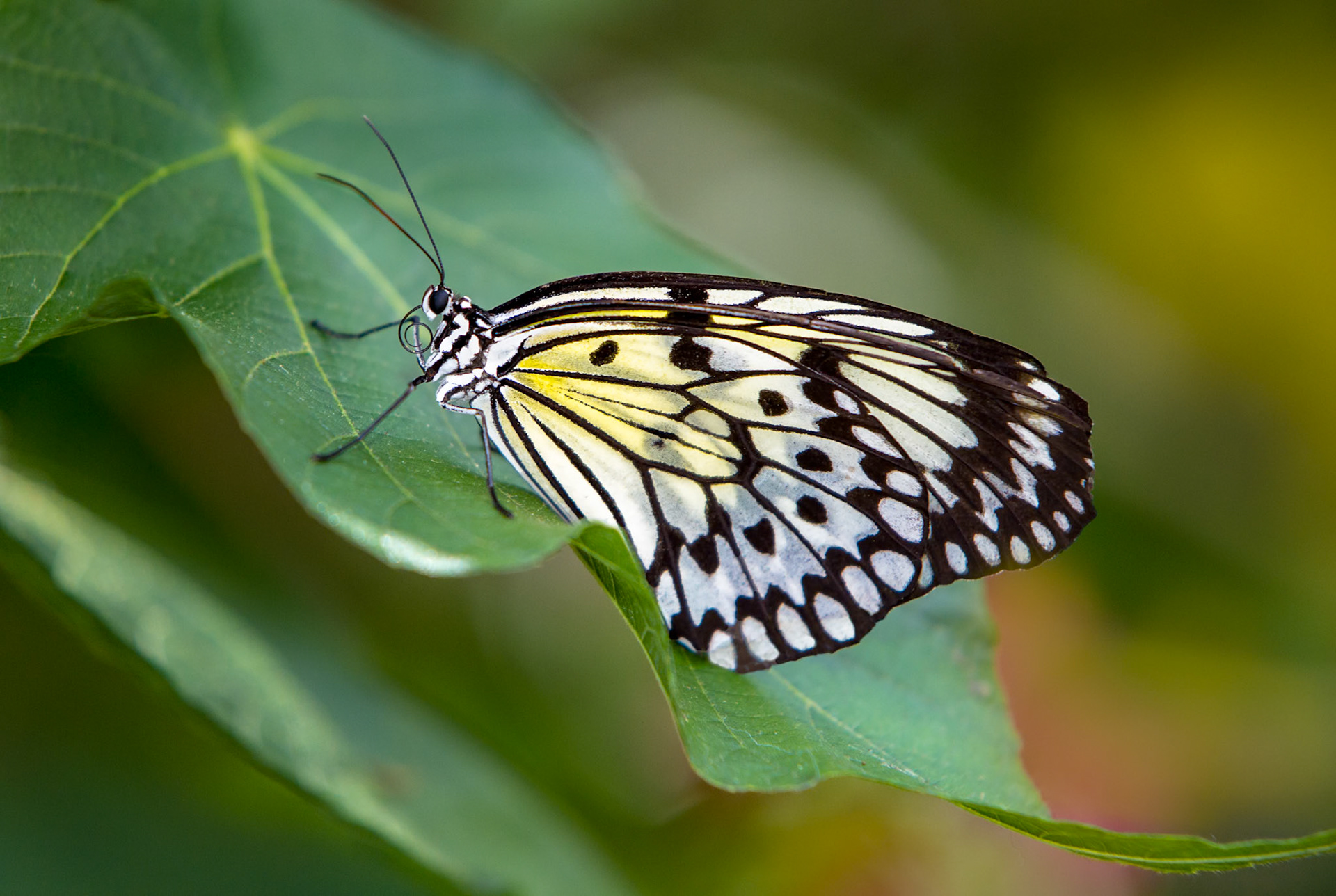 Paper Kite - 1219
