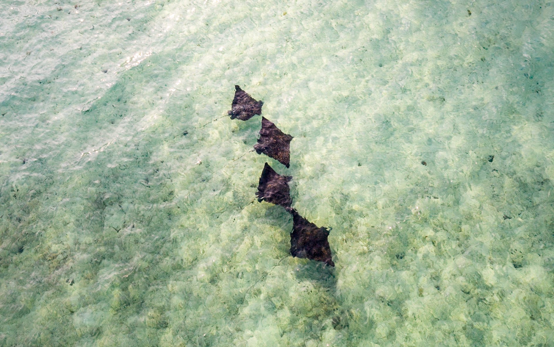 Four Rays - 0698