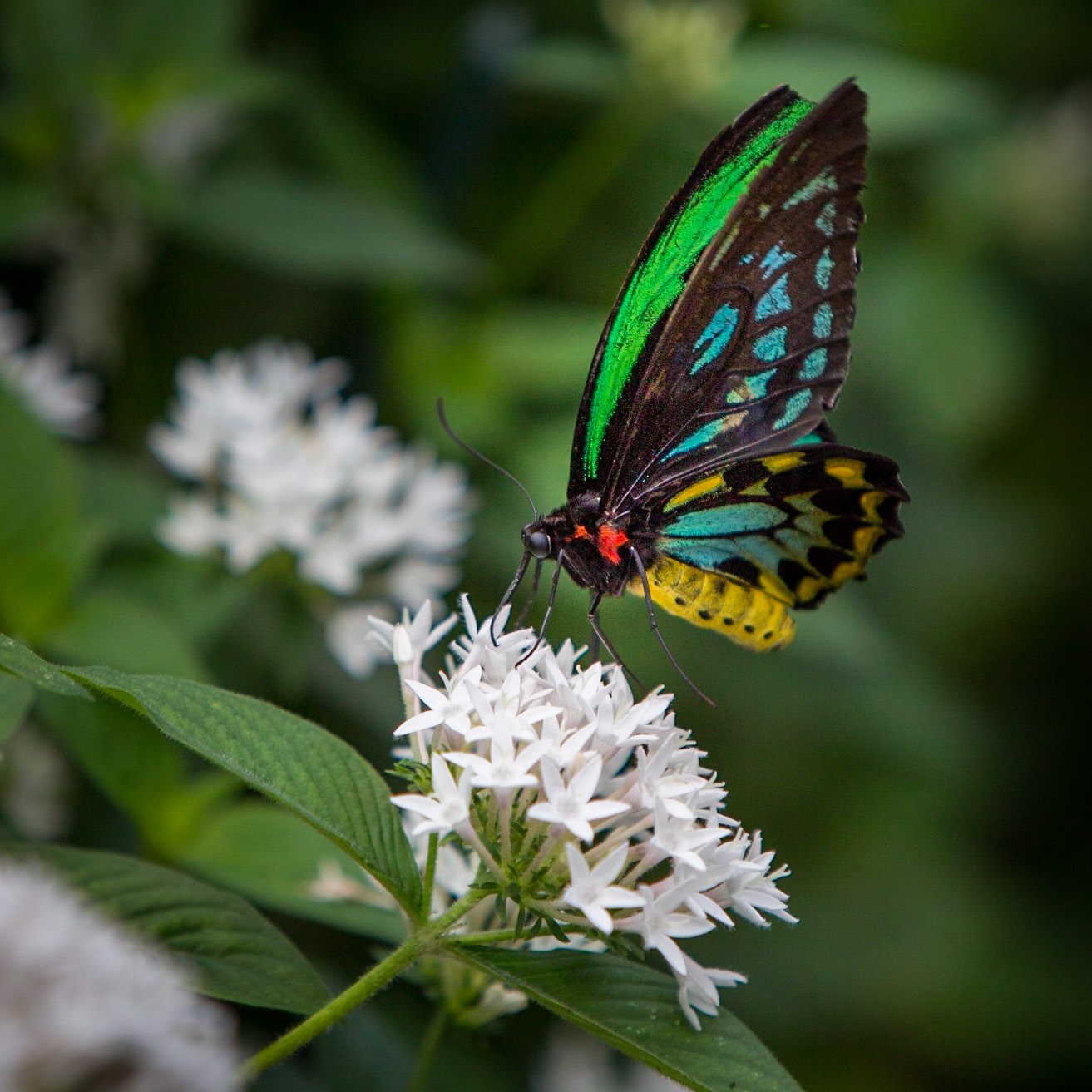 Cairns Birdwing - 201