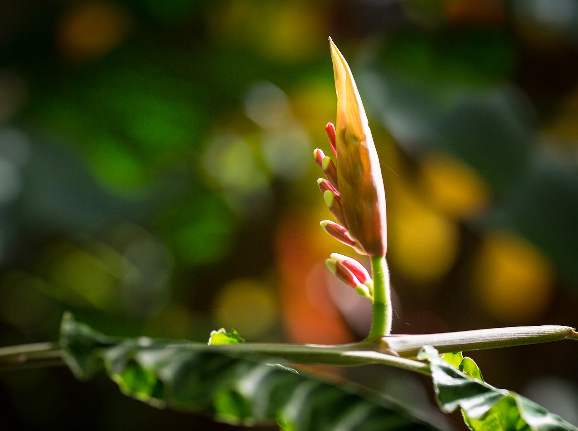 Flowers-1362