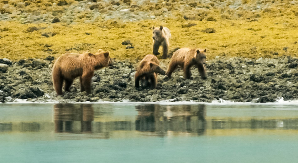 Grizzlies on Summer Tundra - 3136