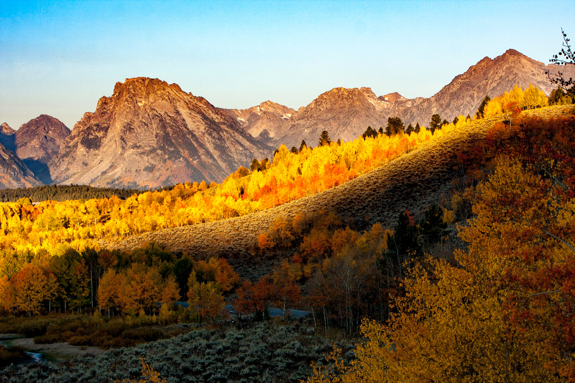 Aspens Beneath the Tetons