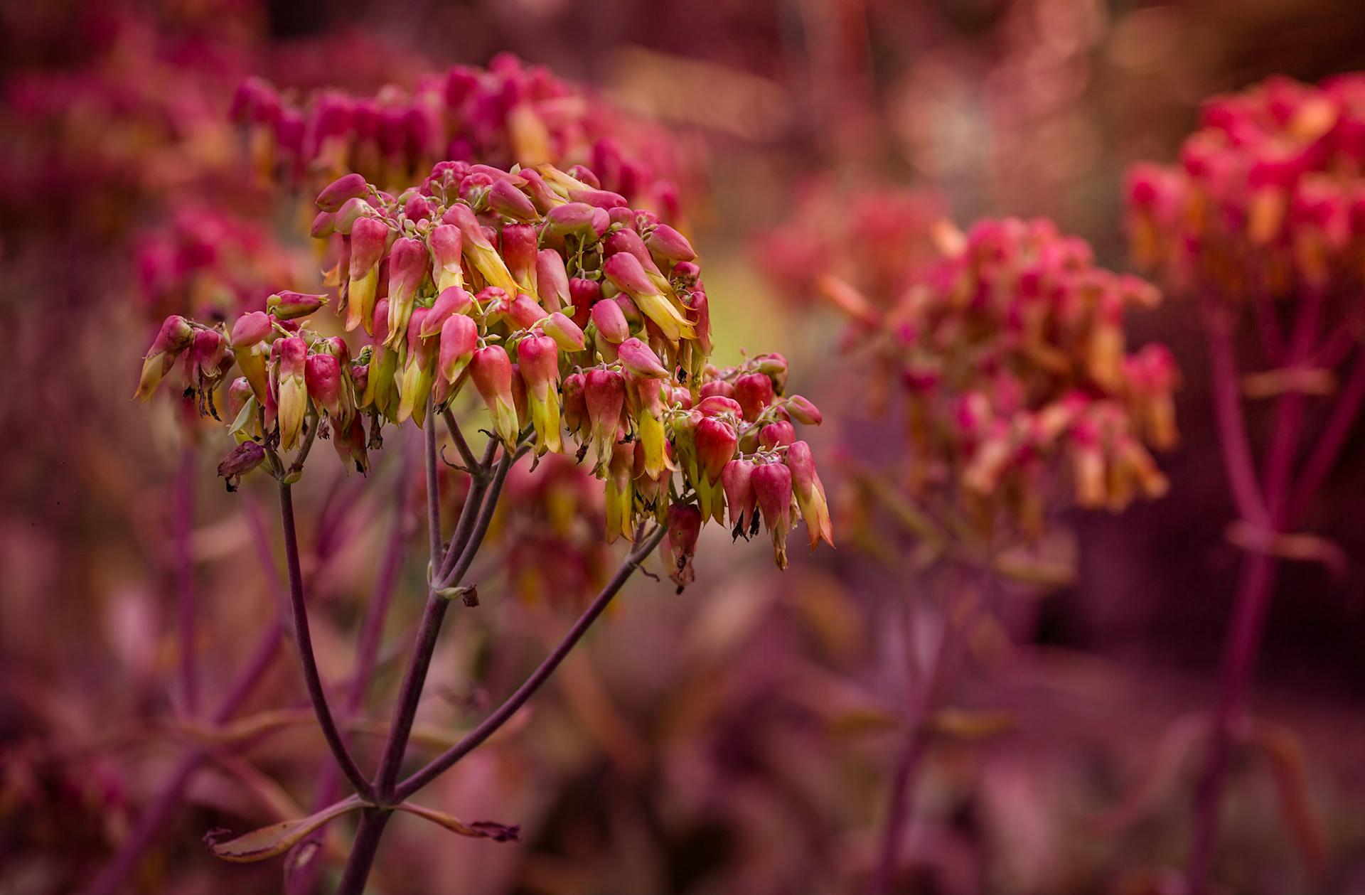 Flowers-1305
