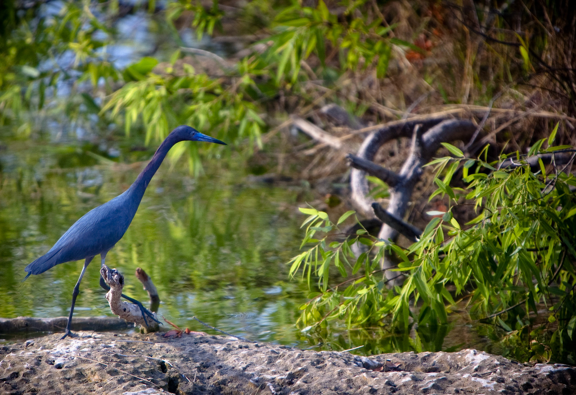 Birds-1152