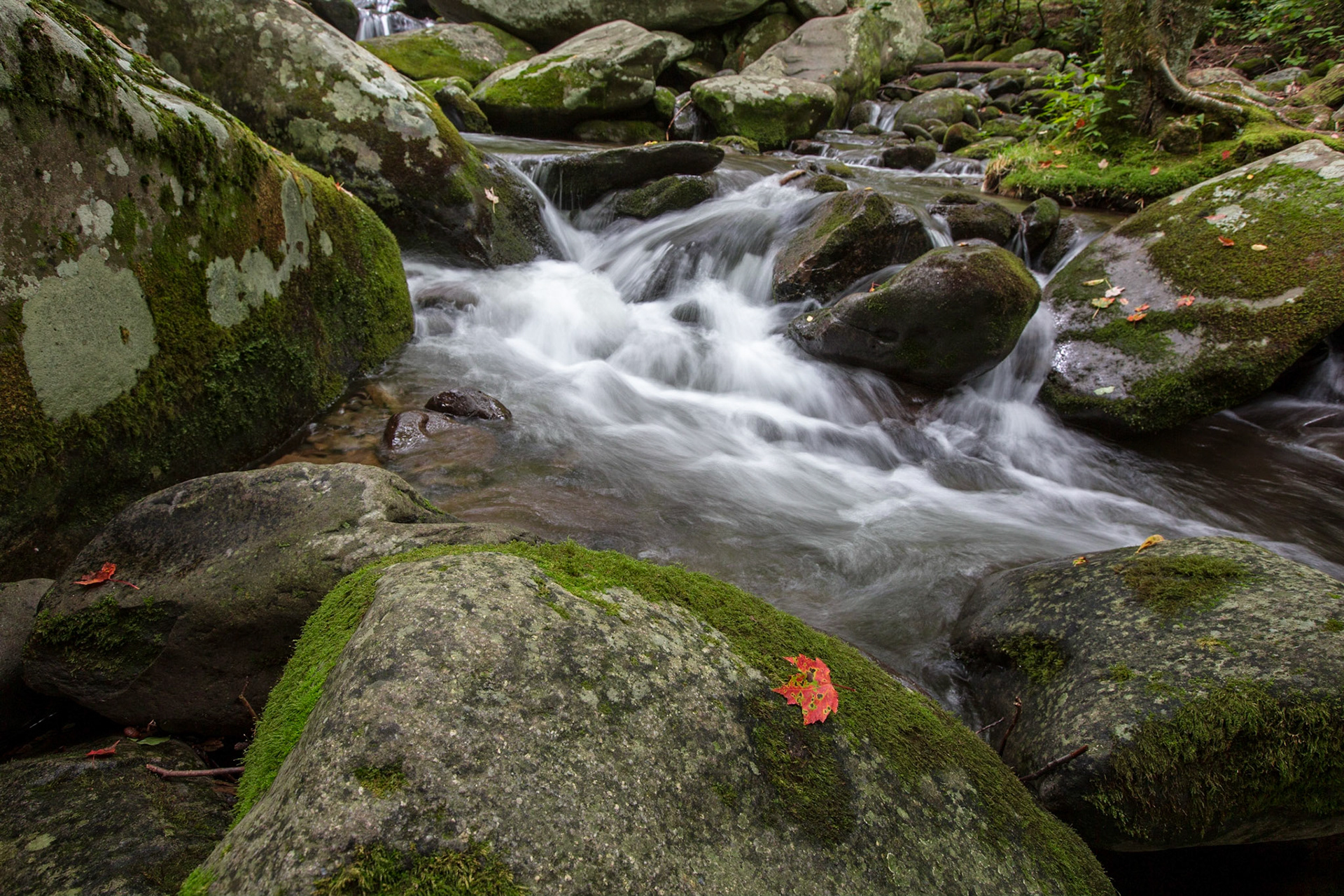 Mossy Mountain Stream - 2827