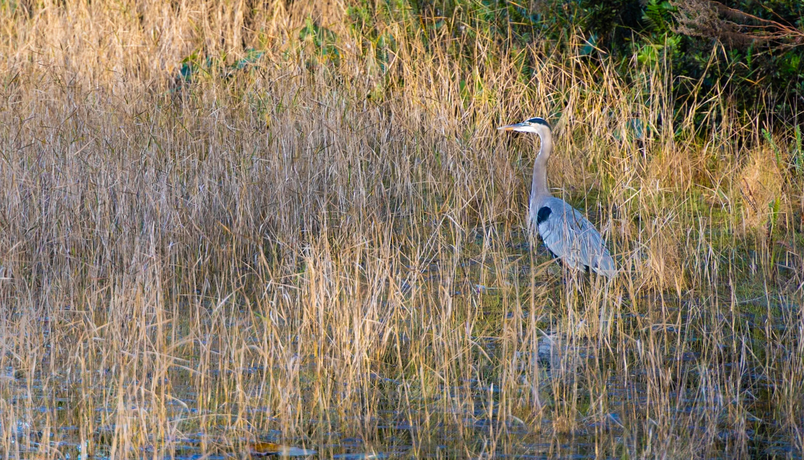 Great Blue Heron