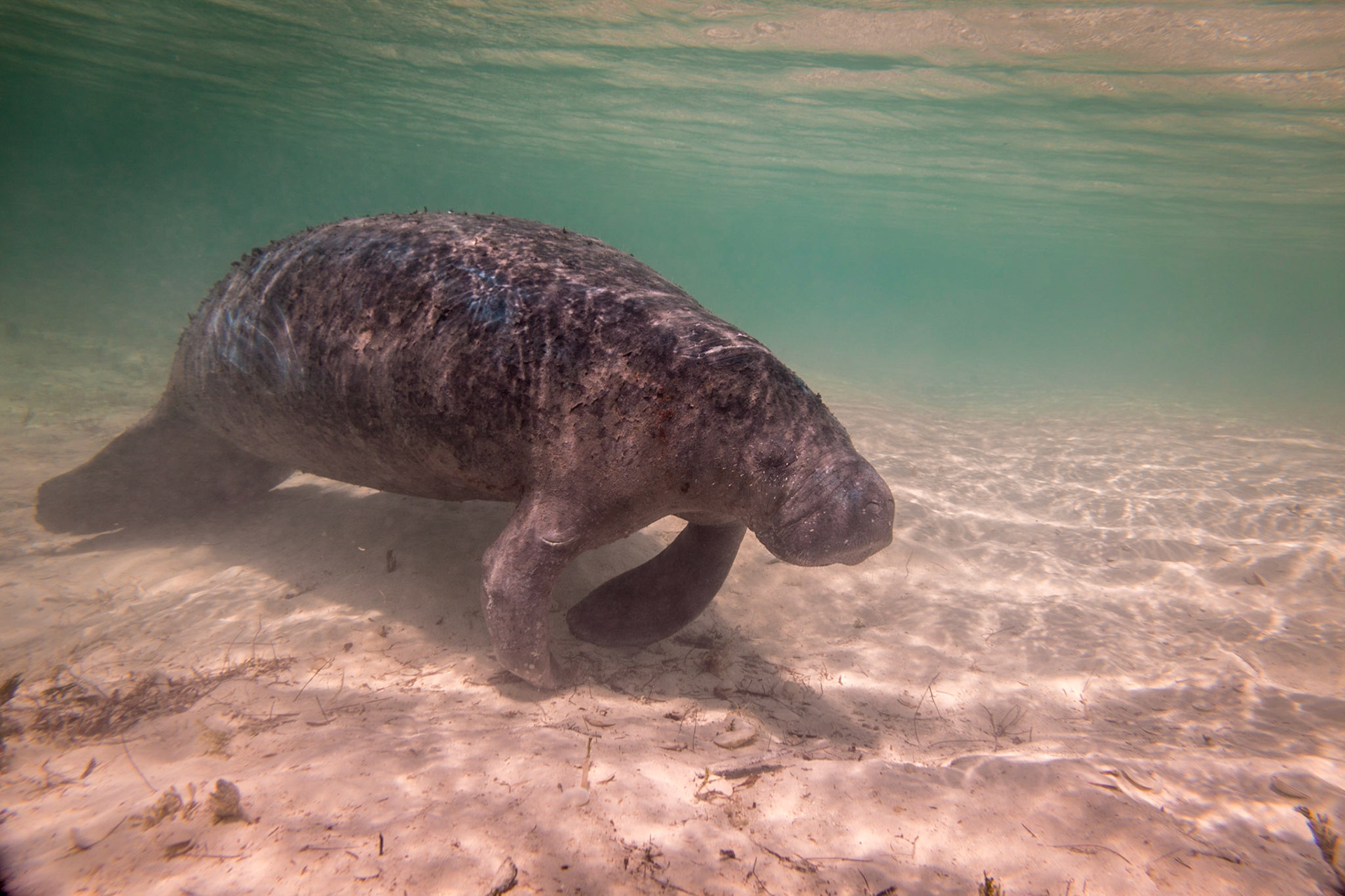 Manatee-06