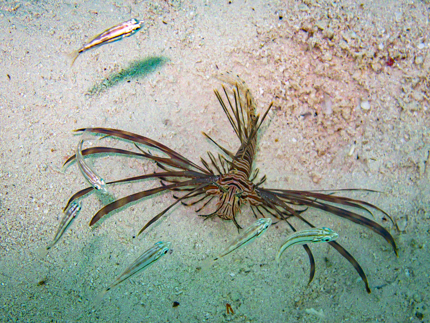 Lionfish - 913