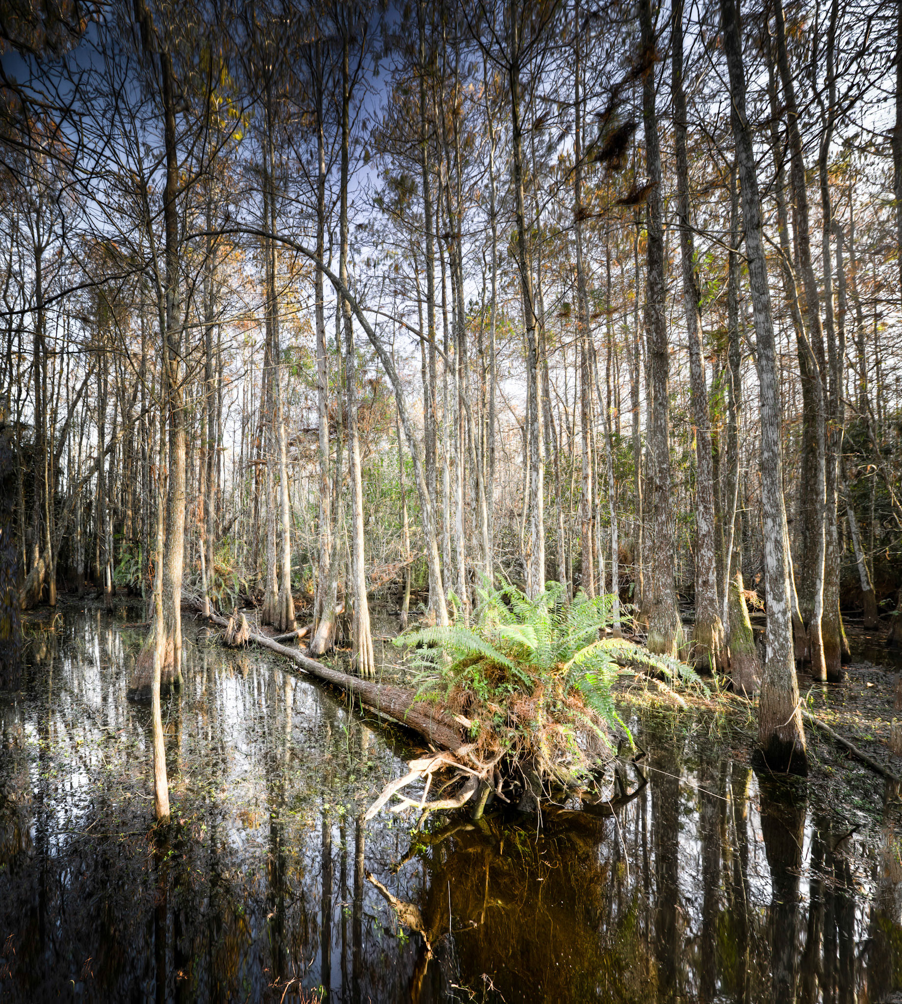 EN2412 -Everglades National Park, the largest subtropical wilderness in the United States, boasts rare and endangered species. It has been designated a World Heritage Site, International Biosphere Reserve, and Wetland of International Importance, significant to all people of the world.