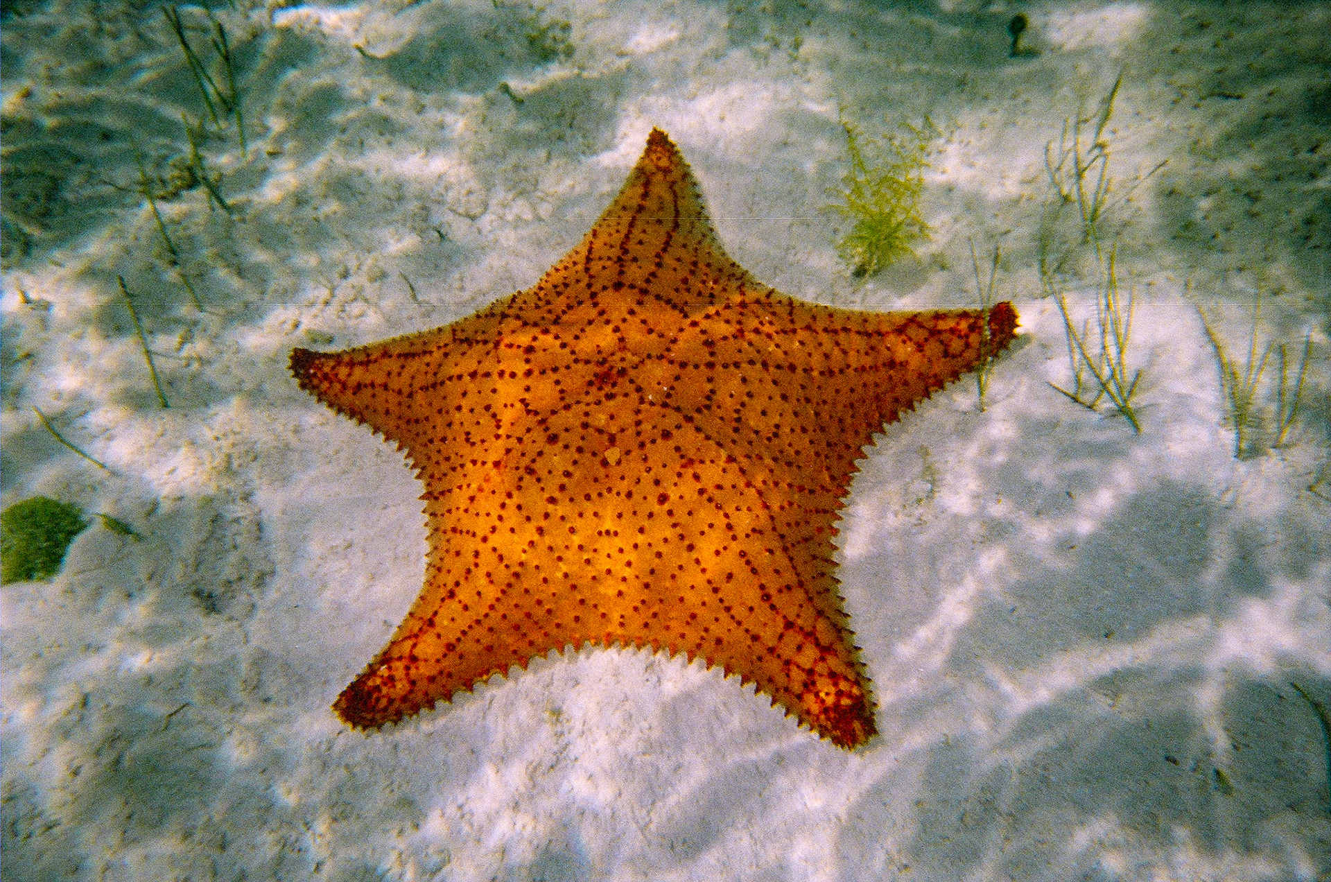 Starfish-2202