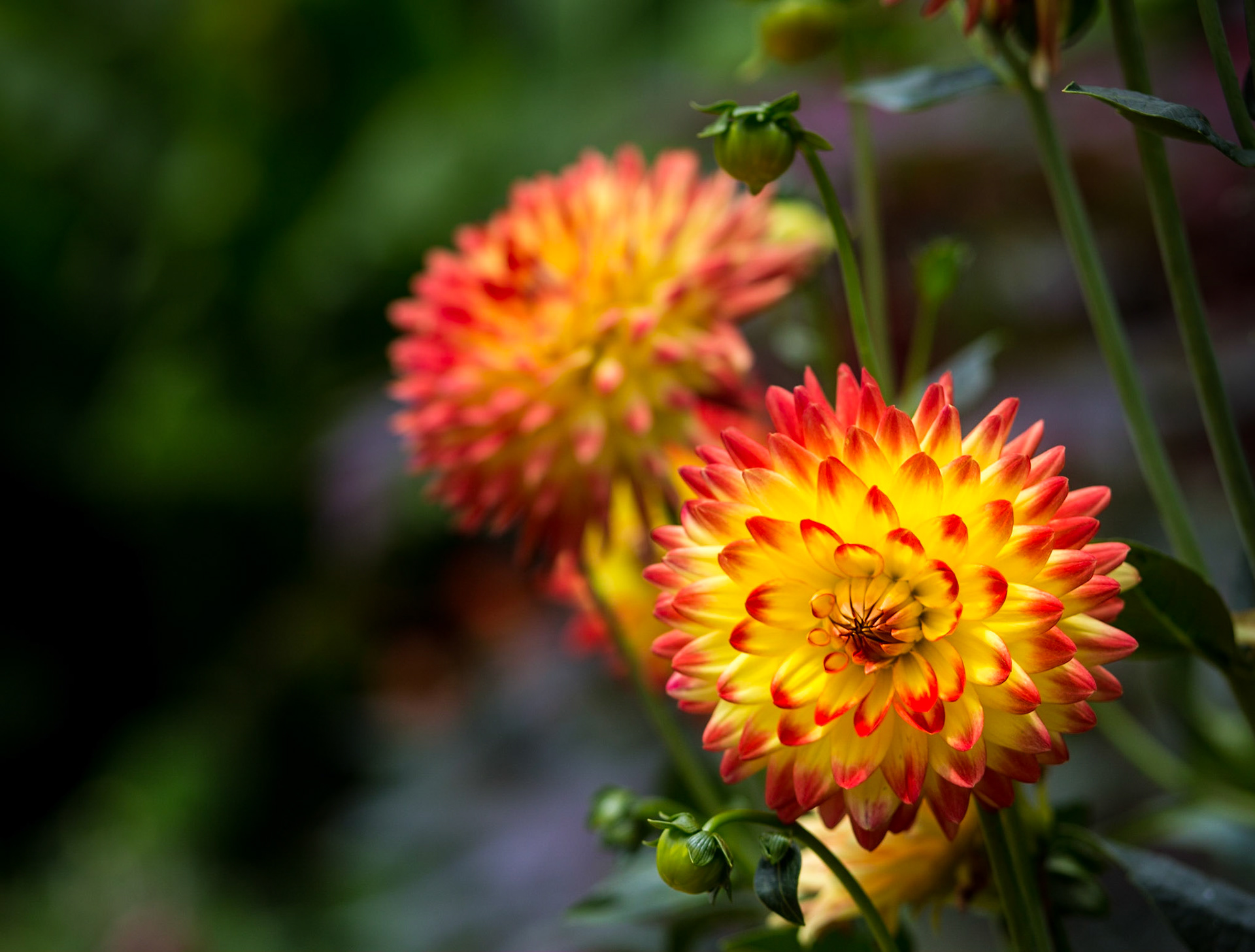 Dahlia -1370