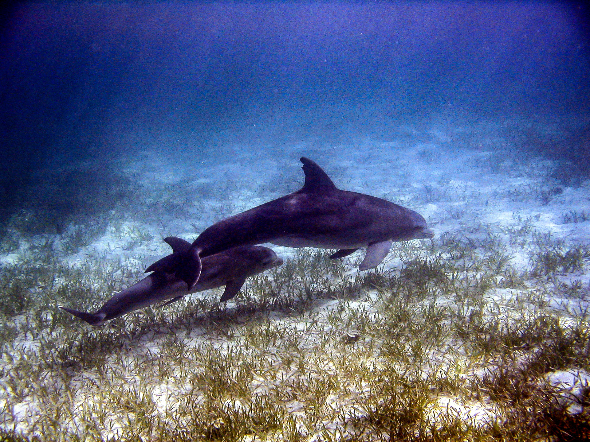Sea Creatures-2101