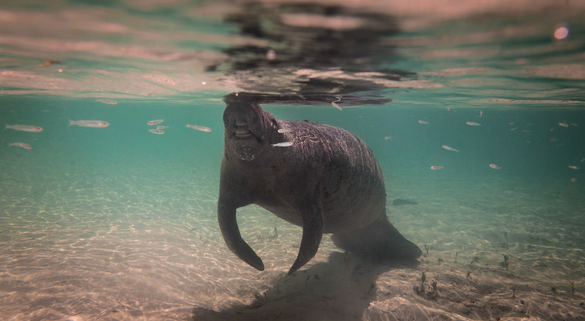 Manatee-03