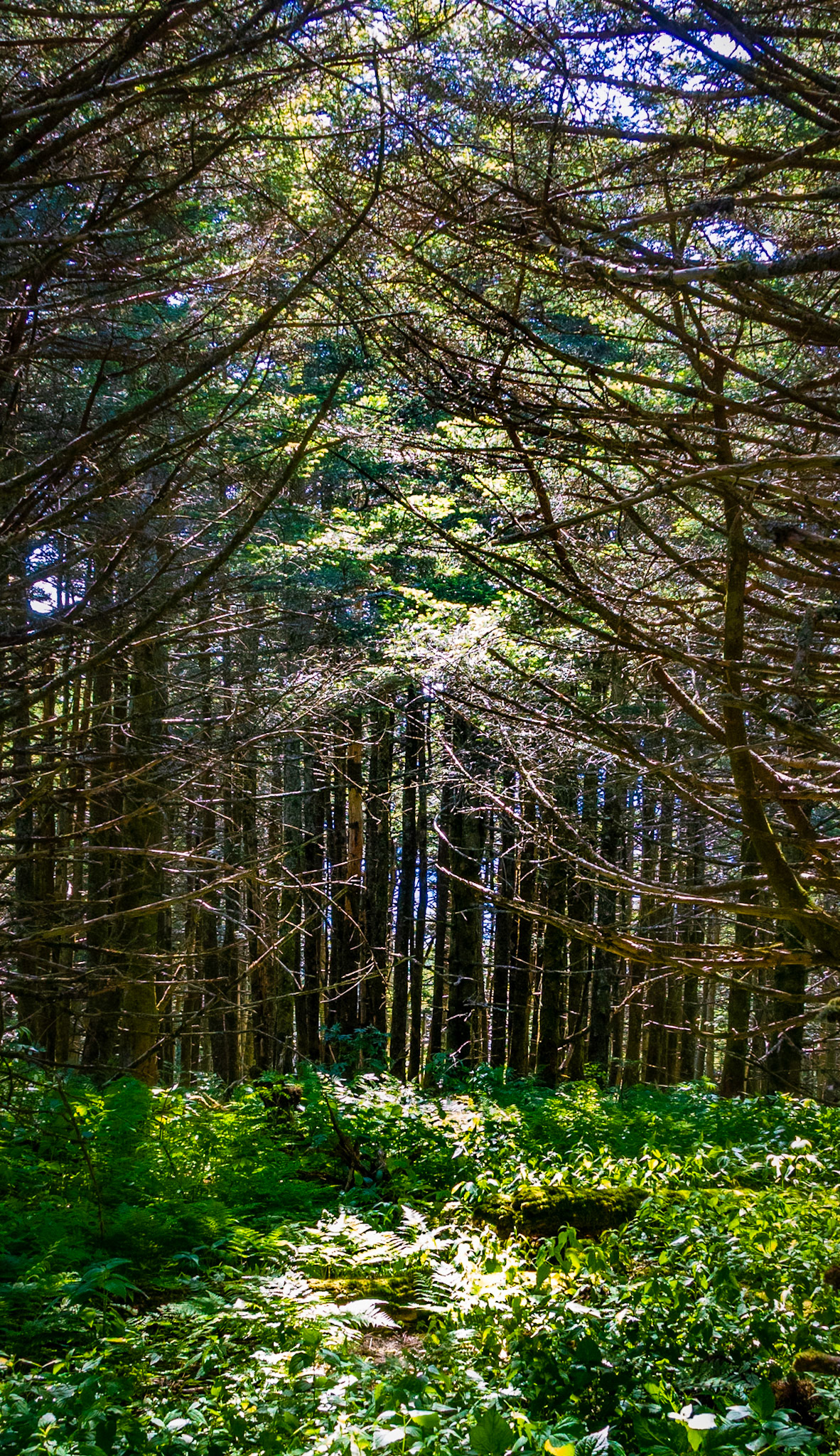 In the High Forest