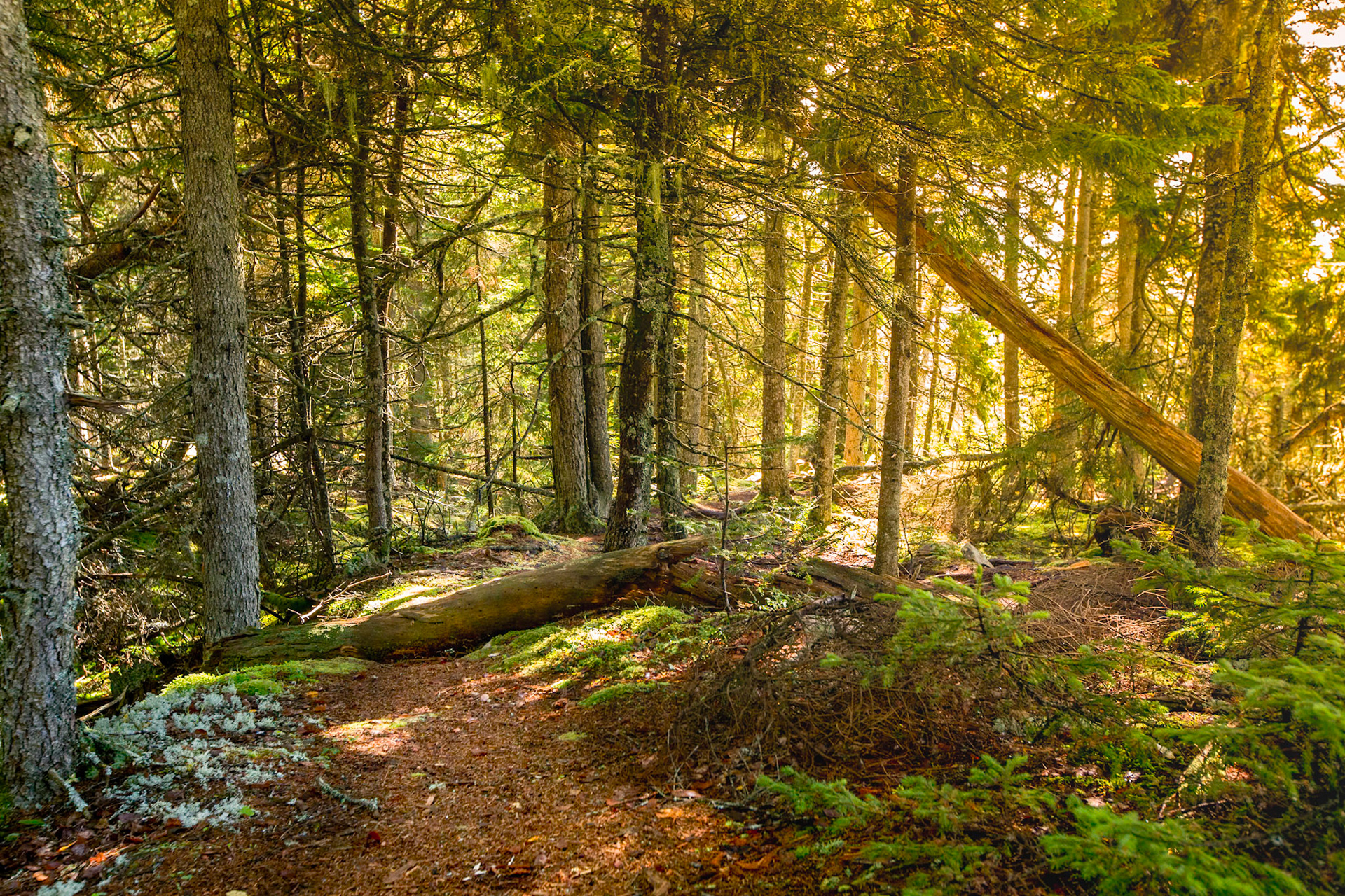 Golden Light in Mossy Woods - 1701