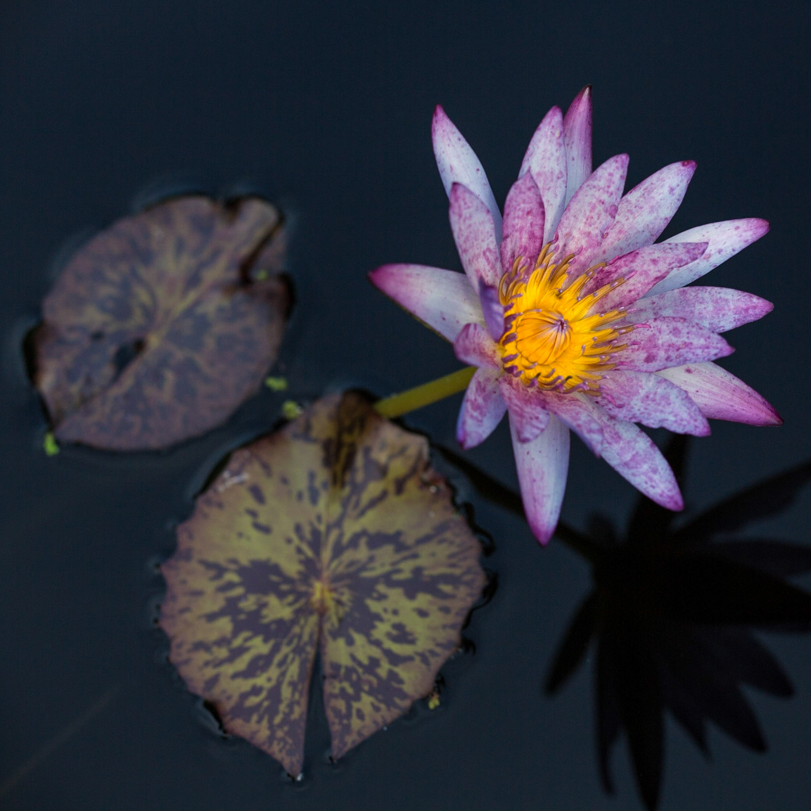 Water Lily -1383