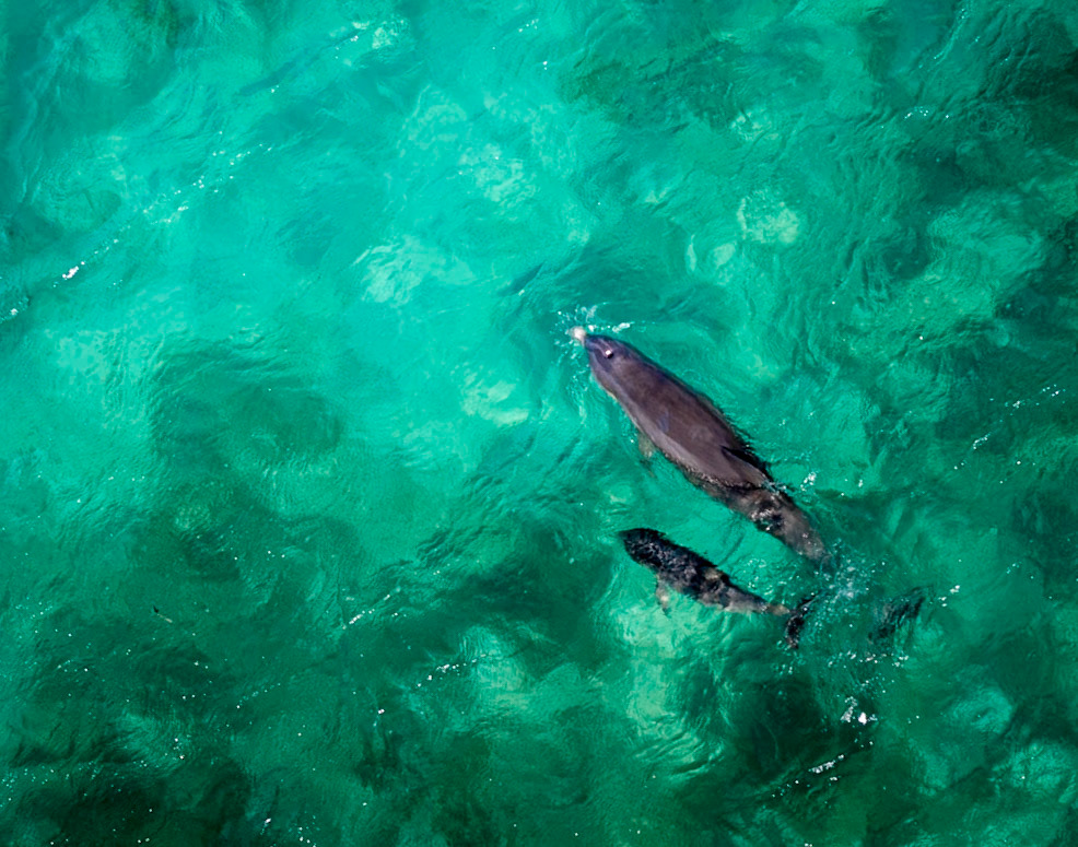 Mother and Calf - 0048