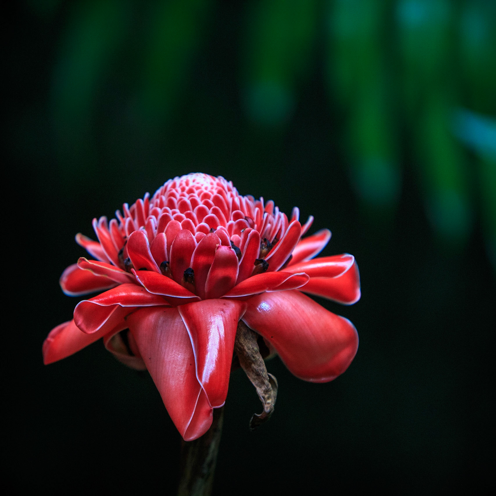 Torch Ginger -1333