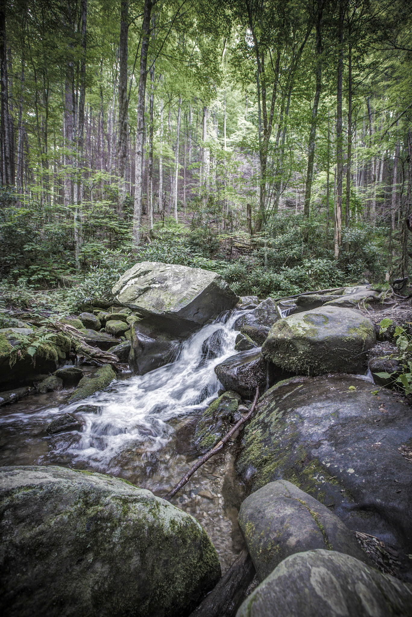 Stream in the Forest - 2824