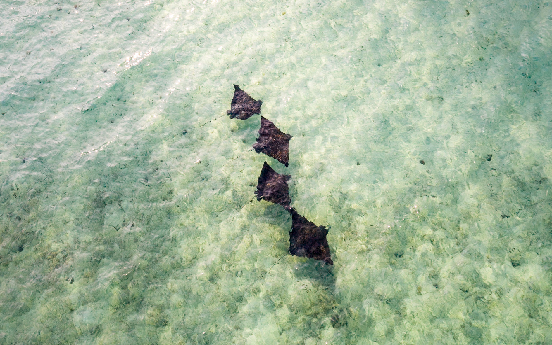 013 - The spotted eagle ray is a cartilaginous fish of the eagle ray family, Myliobatidae. 0952