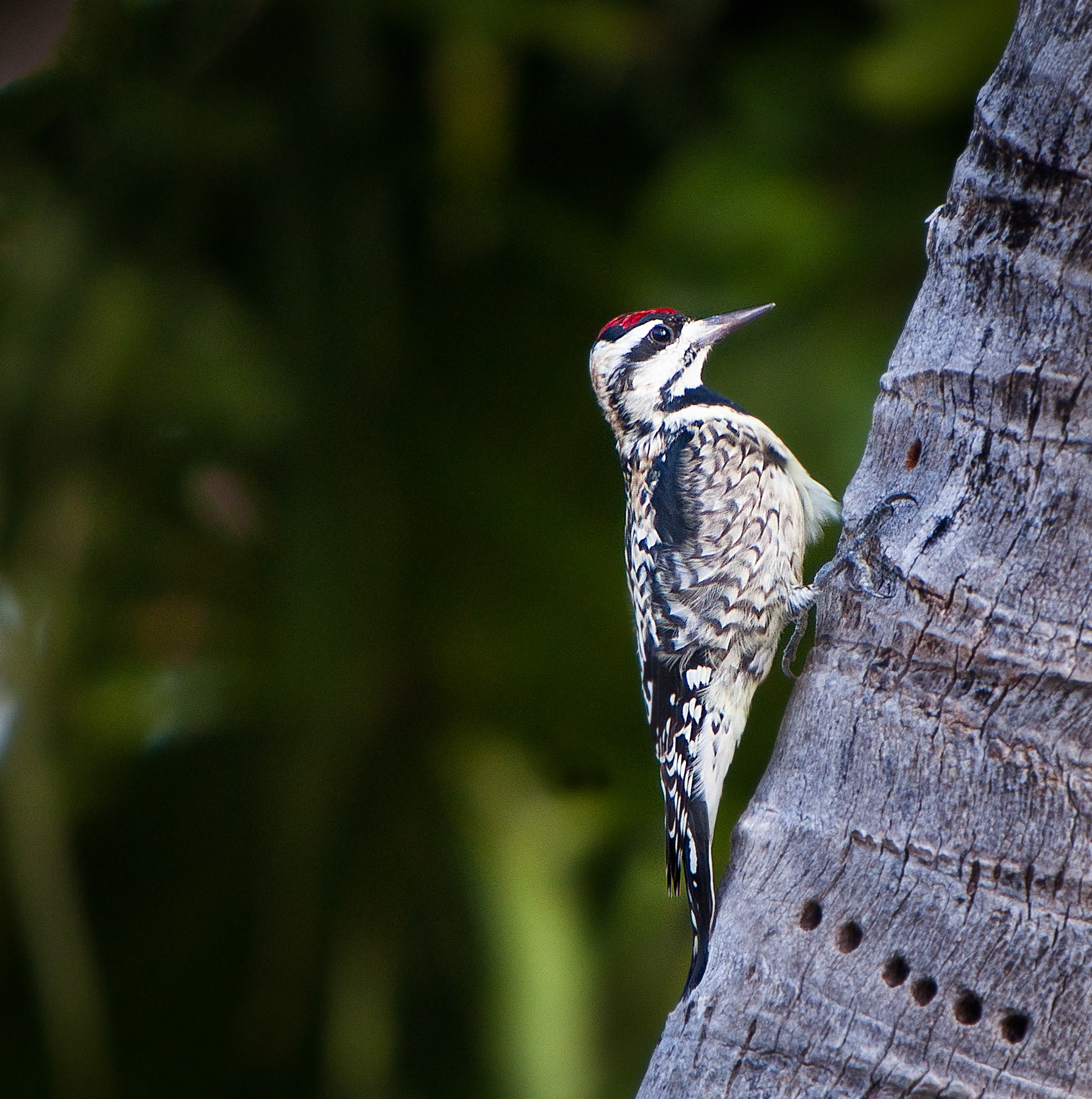 Woodpecker on a Trunk -1156