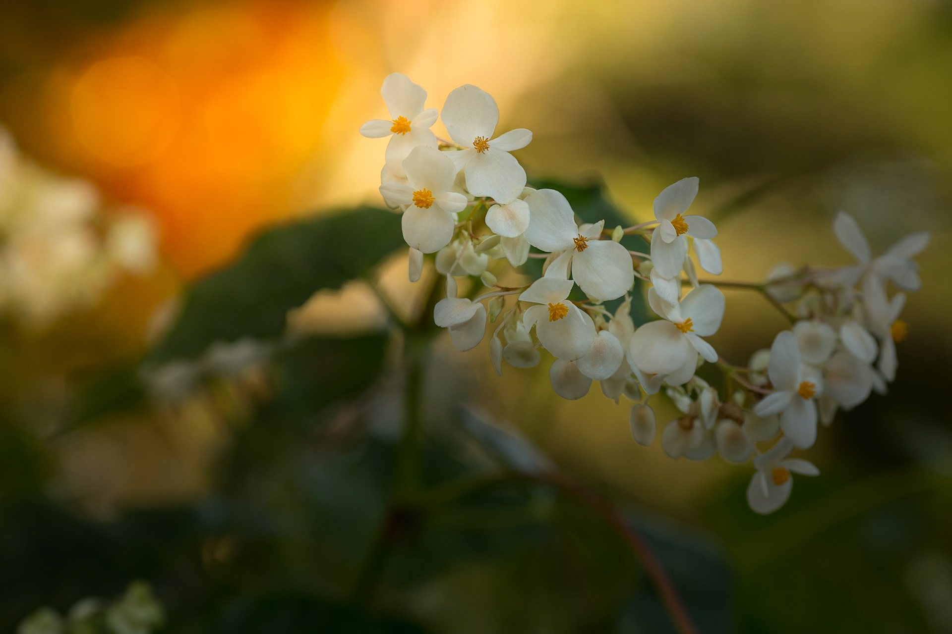 Flowers-1357