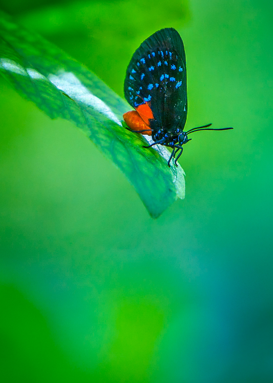 Atala - 1205