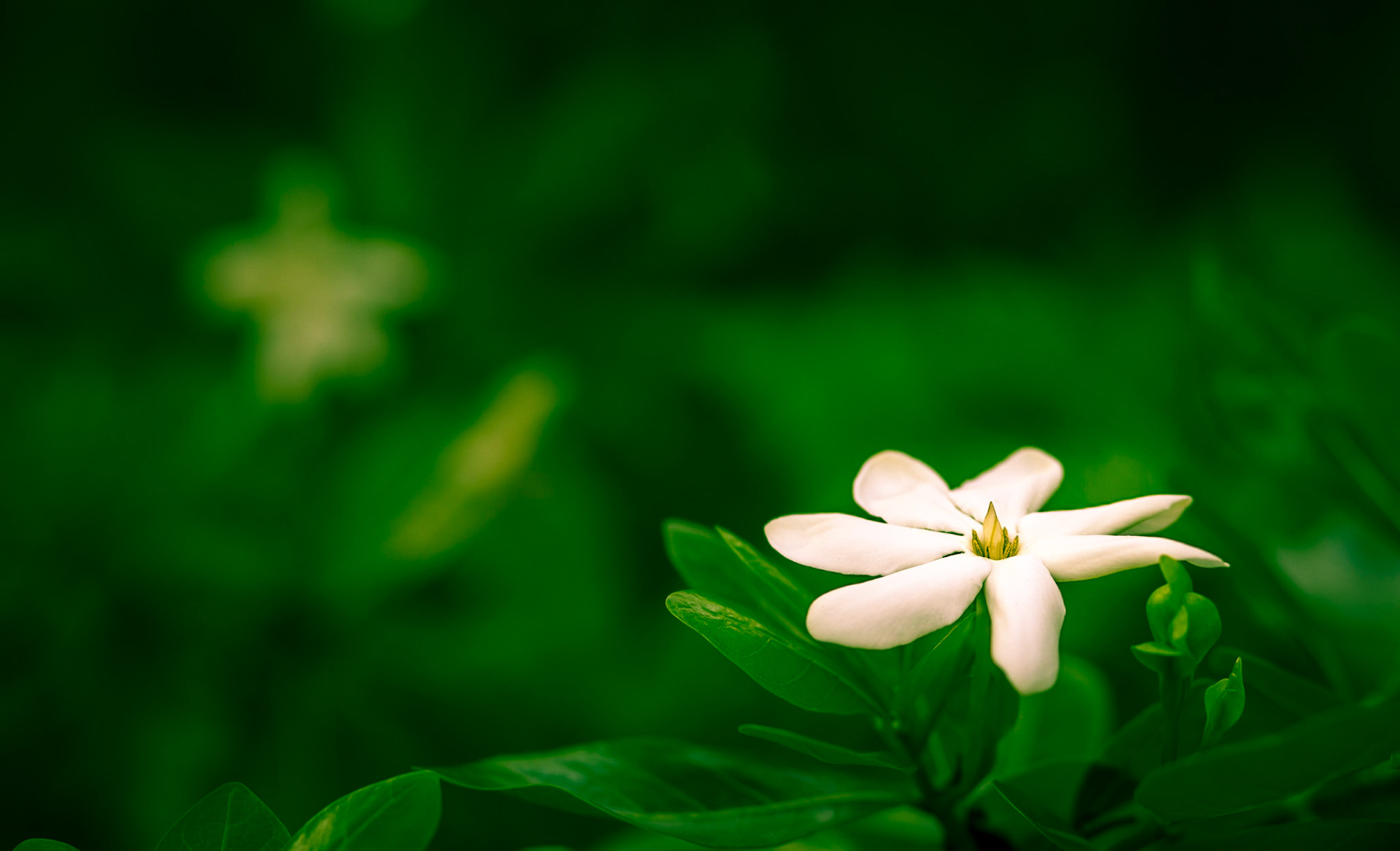 Flowers-1312