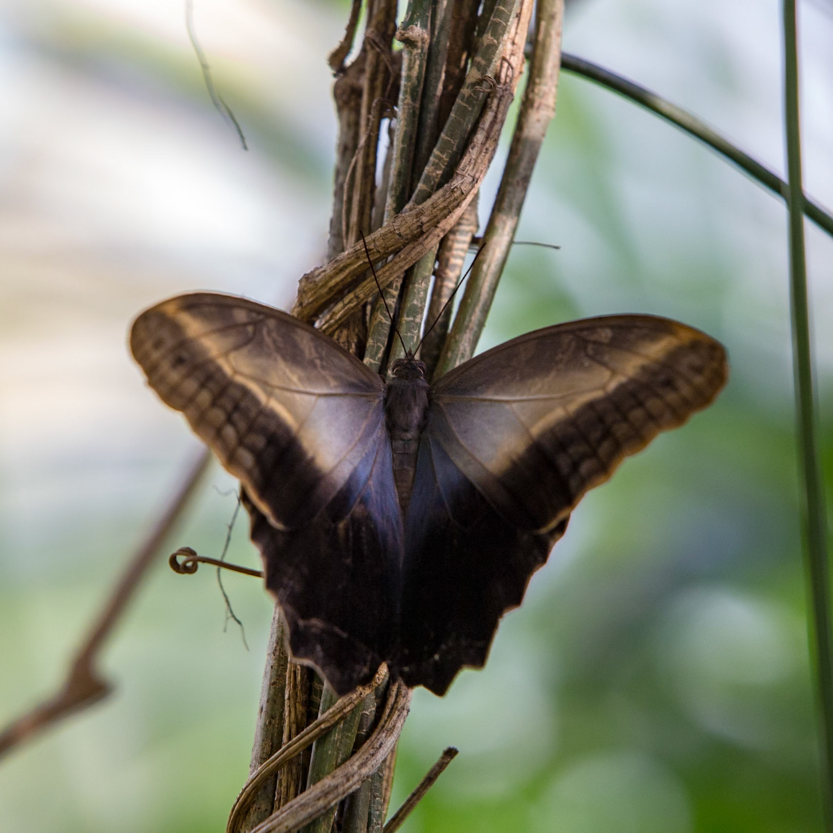 Owl Butterfly - 1245